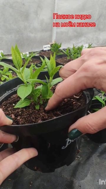 Нормировка молодого саженца гортензии. Часть2.