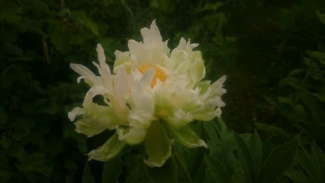 Paeonia Green Halo смотреть онлайн