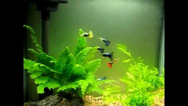 blub blub guppy aquarium m23 john m slideshow смотреть онлайн