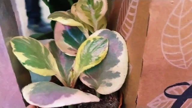 Словно попала в ОРАНЖЕРЕЮ!🌿