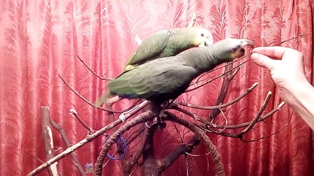 амазоны смотреть онлайн