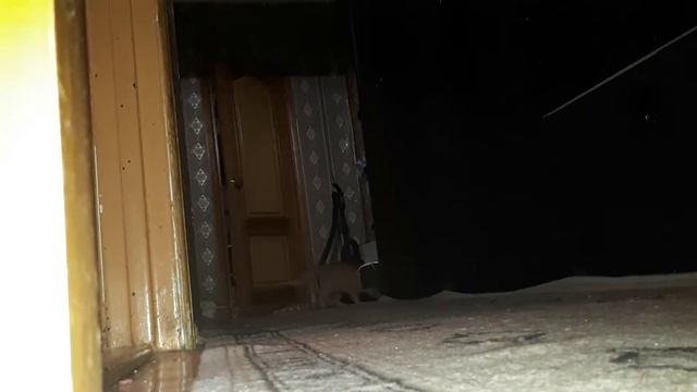 Кот Вася носит мячик. смотреть онлайн