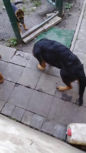 Грей снял с Дариши ошейник. немецкая овчарка. смотреть онлайн