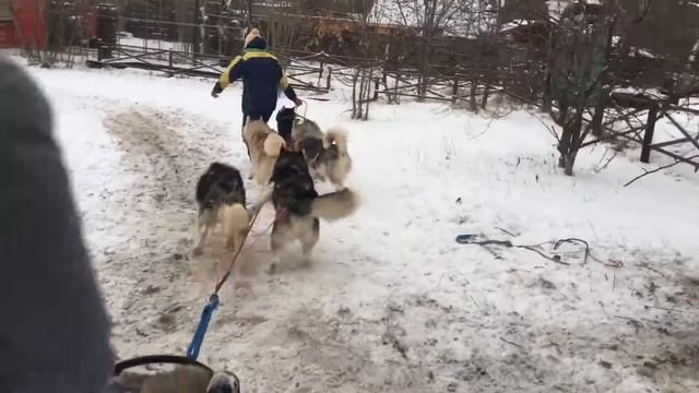 Хаски меня везут смотреть онлайн