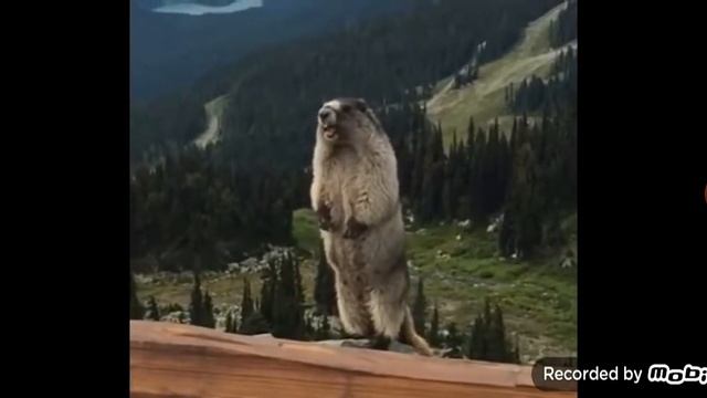 Суслик заорал-мем🤣🤣🤣 смотреть онлайн