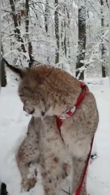 Winter lynx 🥰 смотреть онлайн