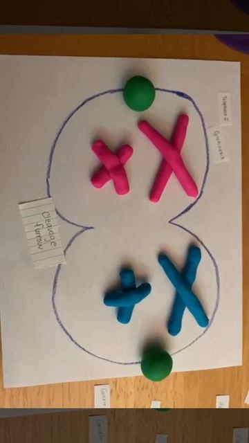 Meiosis смотреть онлайн
