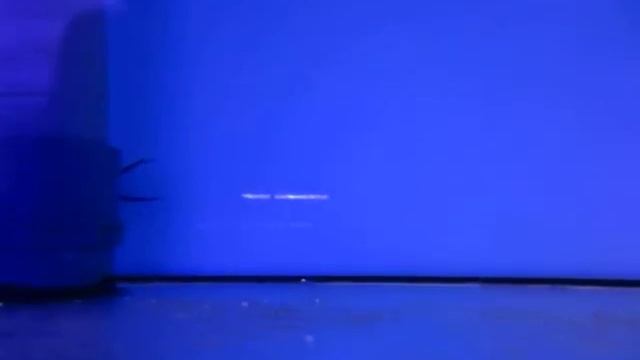 Genicanthus melanospilos, Genicanthus watanabei uroksia (males) смотреть онлайн