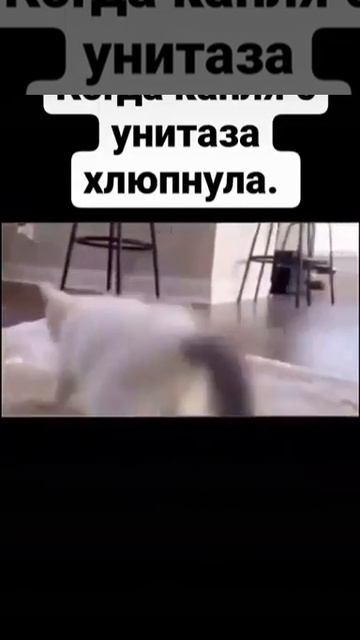 Когда каплю с унитаза капнула смотреть онлайн