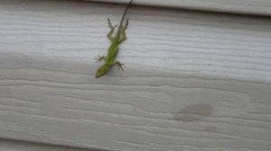 Кузнец и  Огромные Ящерицы  :) Смешные яшерицы .. Funny Geico's   :)