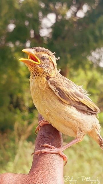 lovely 😍 baya weaver bird |Stylerz photography смотреть онлайн