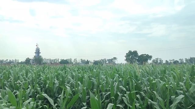 ਮੱਕੀ ਦੀ ਸੁੰਡੀ ਹੋਵੇਗੀ 5 ਮਿੰਟਾਂ 'ਚ ਹਮੇਸ਼ਾਂ-ਹਮੇਸ਼ਾ ਲਈ ਖ਼ਤਮ • makki ki sundi ka desi ilaj || agri advice смотреть онлайн