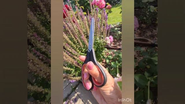 Летняя обрезка шалфея дубравного. Мой канал хотят закрыть .