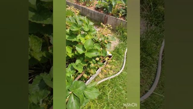 Земклуника (без буквы Б) у меня на участке .