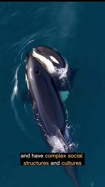 Orca: The Killer Whale смотреть онлайн