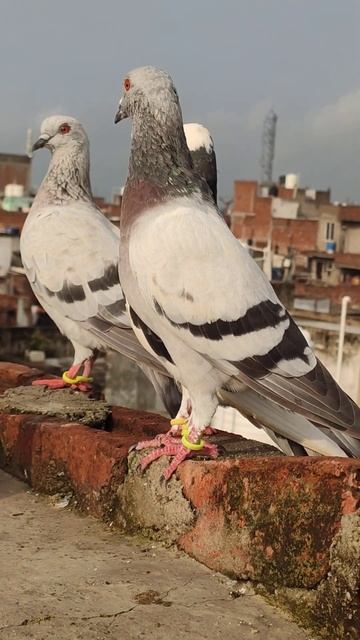 pigeon video || #like #comment #subscribe #shorts #youtubeshorts #foryou #shortvideo #viralvideo смотреть онлайн
