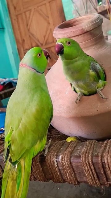 Male Feeding Female #shortsvideo #ringneck #dancingparrot #pet смотреть онлайн