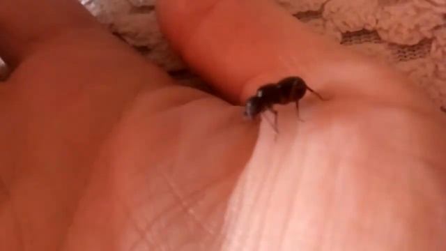 Camponotus lownei (Victoria, Australia) 30.03.2021 смотреть онлайн