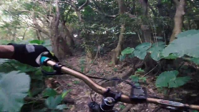 Snake! Habu!
