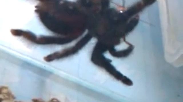 Avicularia metallica смотреть онлайн