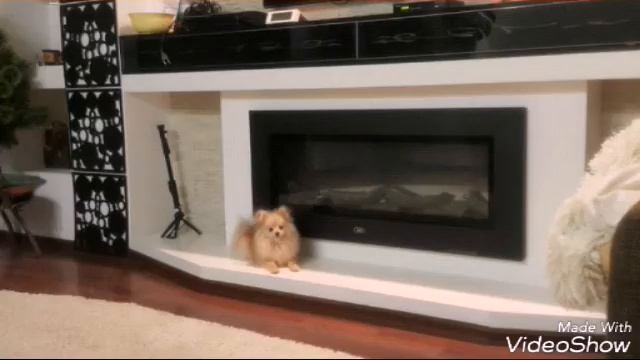 Хочу собаку =| смотреть онлайн
