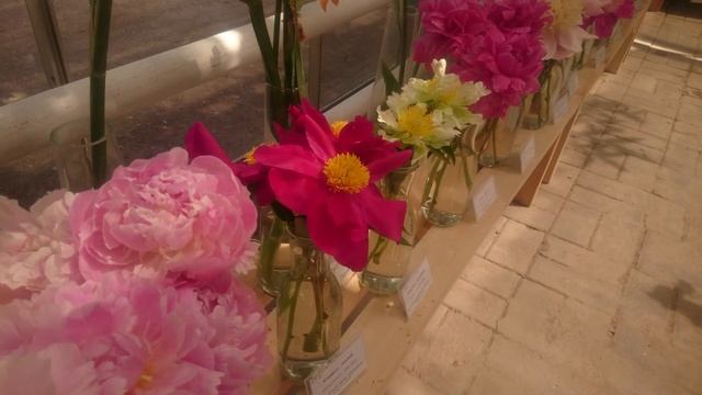 Выставка пионов и ирисов в Аптекарском Огороде смотреть онлайн