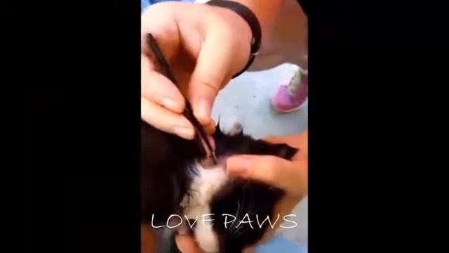 【LINE】Rescue Dogs, Kittens from Mangoworm Compilation - Cuterebra- Botfly Larvae Extraction смотреть онлайн