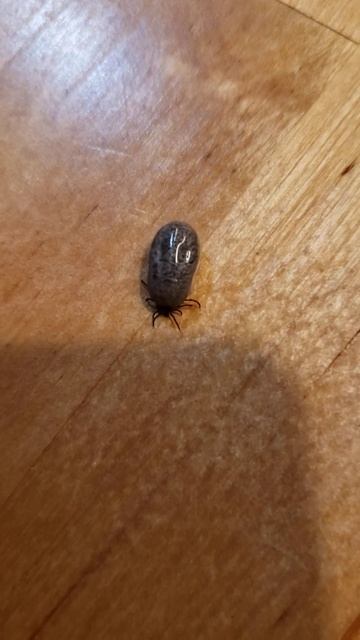 Tick found on my Dog смотреть онлайн
