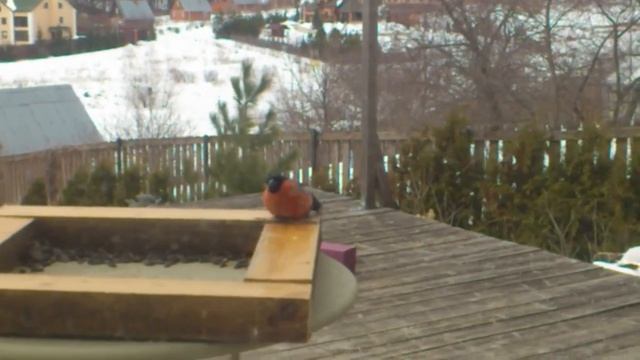 Ветром сдуло снегиря смотреть онлайн