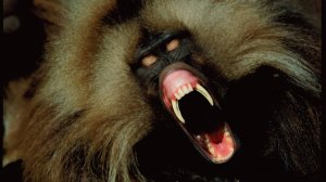 WATOP| Вот ПОЧЕМУ их ЗОВУТ убийцами ОБЕЗЬЯН