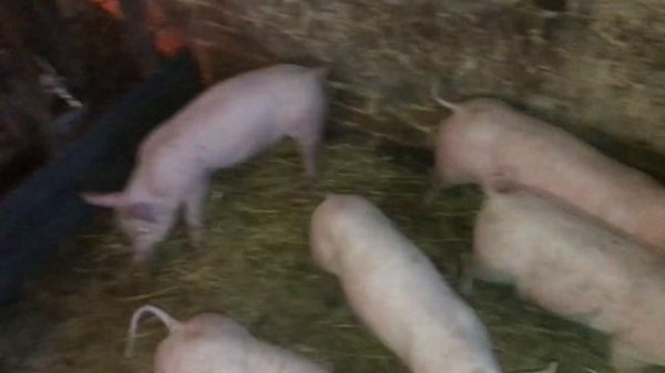 обзор ремонтных свинок Йоркшир-КБ.