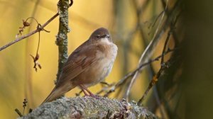 Соловьиный сверчок   Locustella luscinoides