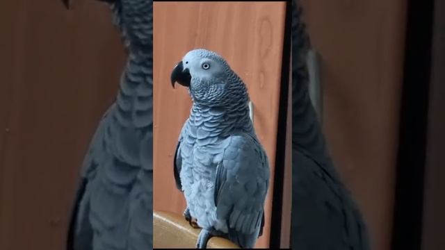 На урок иврита... смотреть онлайн