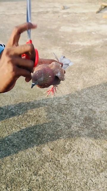 🕊️😱✅kabutar ka par maine kat kar diya #shorts #youtubeshorts#trending #kabutar #pigeon #viralvideo смотреть онлайн