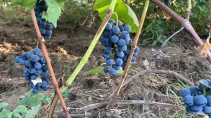 Виноград.виноград из косточки.мои выводы.