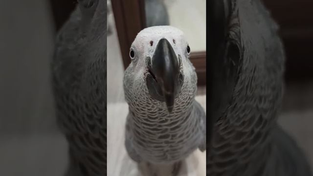 Жако Гоша Камчатка #africangreyparrot#попугайжако#жакоша#africangrey#жакопопугай#africangreyparrots смотреть онлайн