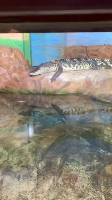 🐊 смотреть онлайн