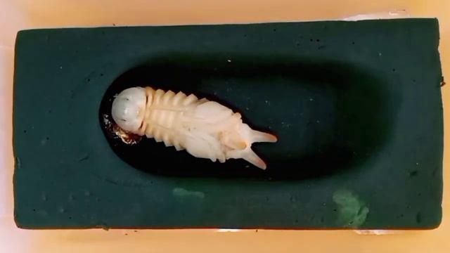 Chalcosoma atlas hesperus transforms to a pupa-กว่างสามเขาเข้าดักแด้ [Mea Sot Beetle] смотреть онлайн