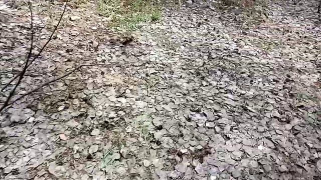 Колония цапель. Окрестности села Каменный Овраг. Неверкинский район. Пензенская область. смотреть онлайн