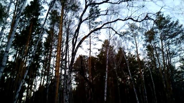 A spring sunset between trees смотреть онлайн