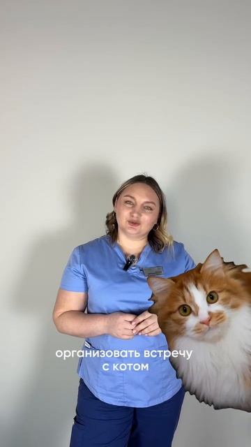 Как подготовить кошку к вязке? смотреть онлайн