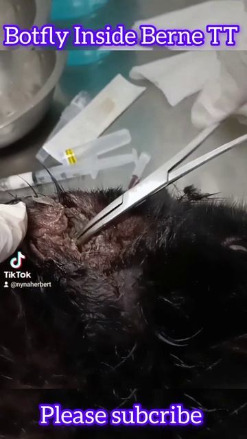 extraction or removal of cat ear worms #botflyremoval смотреть онлайн