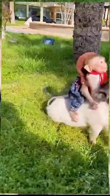 Monkey Animals SOO Cute! AWW Cute baby animals Videos Compilation CUTEST moment of the animals #186 смотреть онлайн