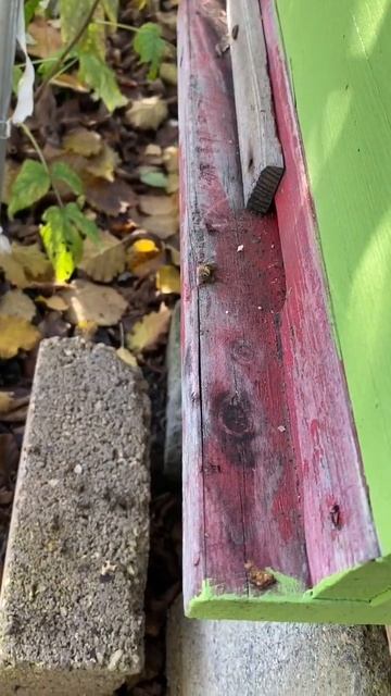 Пчёлы стали уметать! Что можно заделать? #Пасека в Германии смотреть онлайн