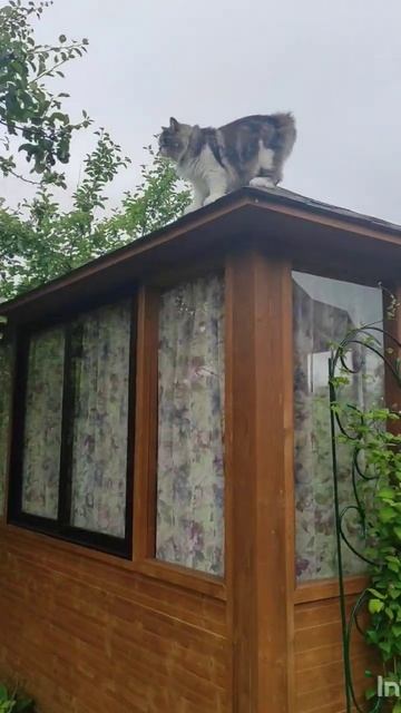 Мой кот Семён - #курильскийбобтейл