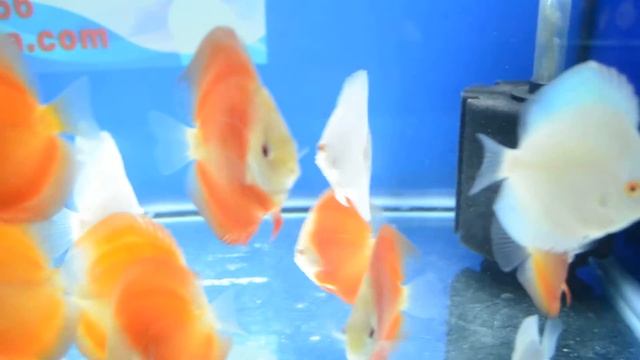 Tony Tan Platinum Blue and Golden San Merrah Discus смотреть онлайн