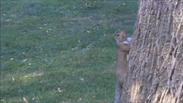 Squirrel (Белочка) смотреть онлайн