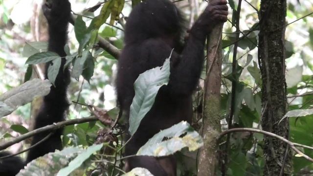 Feeding Behavior in a Wild Infant Bonobo смотреть онлайн