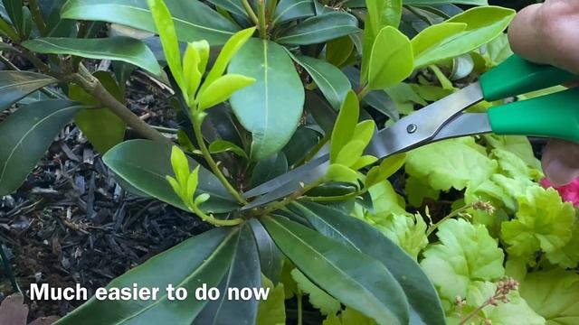 After Bloom Care For Skimmia Japonica (4K) May 12, 2024 смотреть онлайн