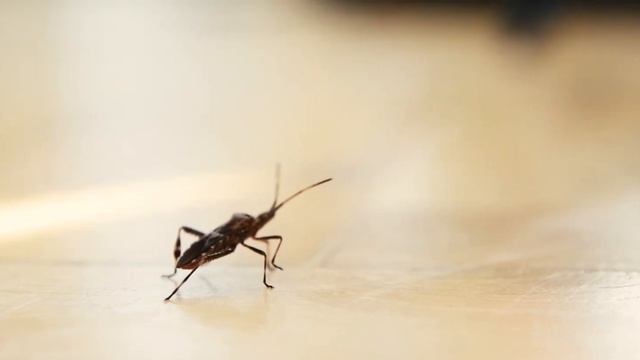 New Editorial Teaser смотреть онлайн